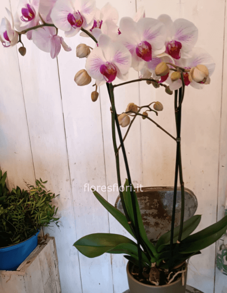 Pianta di PHALENOPSIS COLORATA
